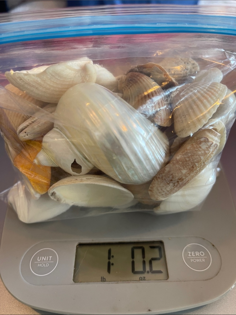 1 lb. bag of mixed seashells and shell remnants